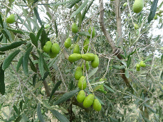 olives