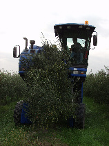 récolte mécanique des olives