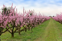 verger de pêchers en fleurs