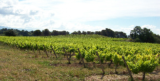 vignoble4